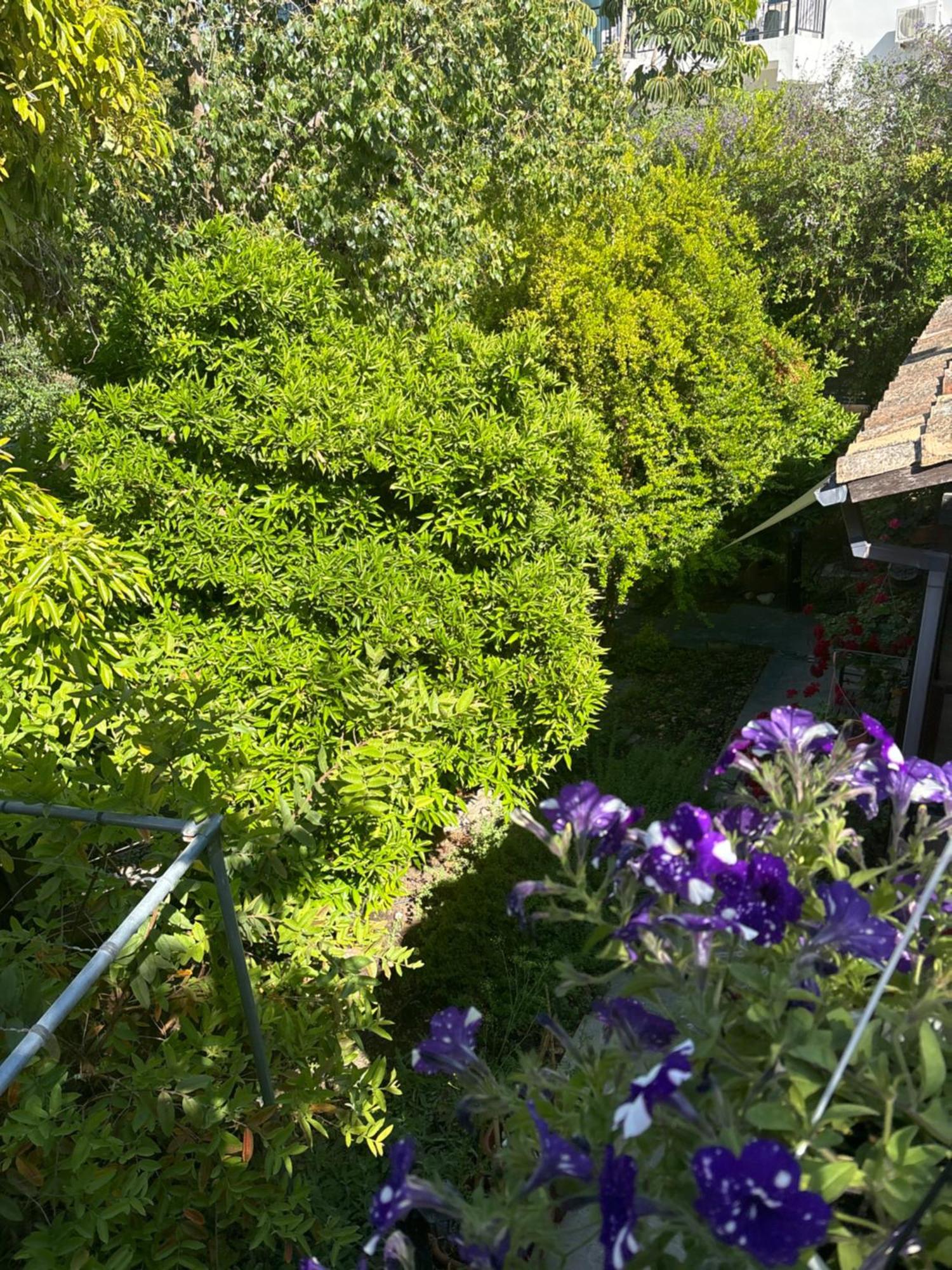 Villa Vasilion Agrotourism Polis Esterno foto